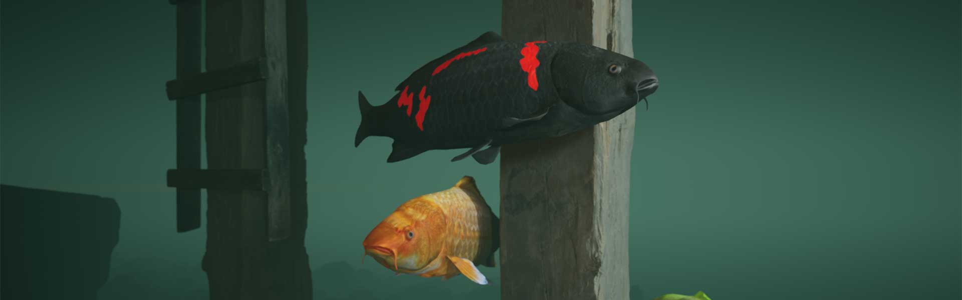 Koi swimming around a post